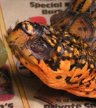 Turtle eye