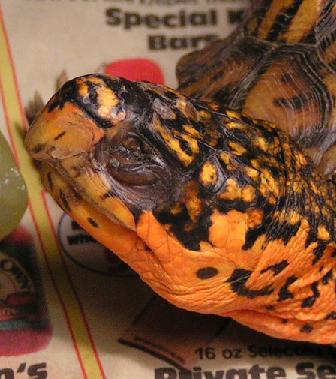 Turtle eye