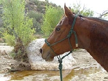 Name A Wild West Foal "Ranch Riders" My Little Foal Competition