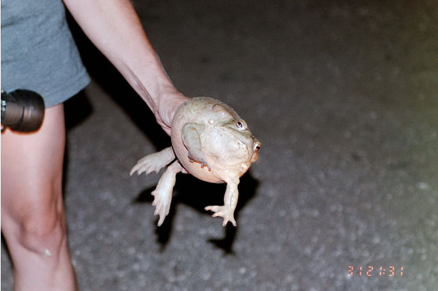 B. alvarius
