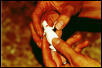 deaf pregnant lizard
