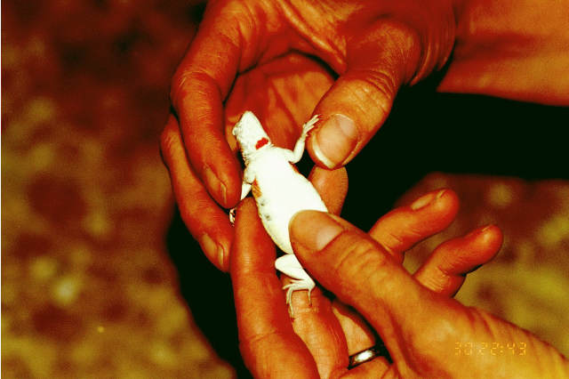 deaf pregnant lizard