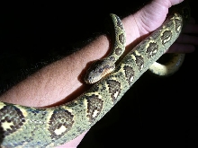 female sanzinia