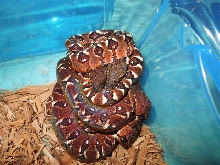 Sanzinia males