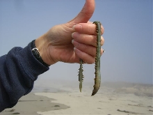 worm