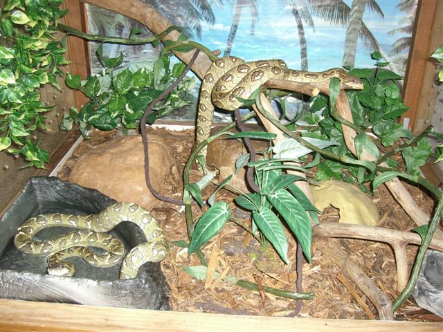 my pair of sanzinias