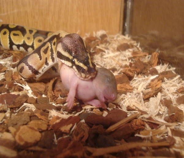 NERD Pastel Male