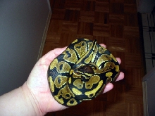 Ball Python