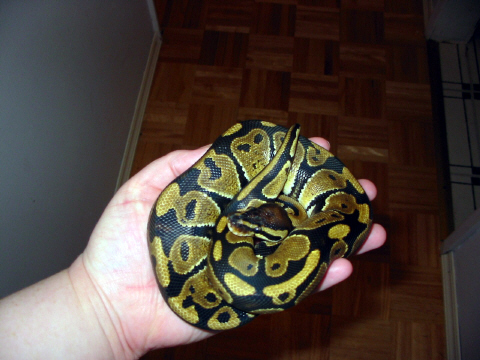 Ball Python
