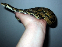 Ball Python Cleo