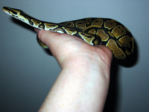 Ball Python Cleo