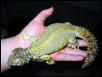 Mali Uromastyx