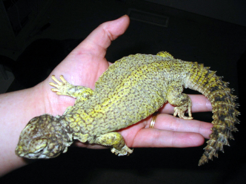 Mali Uromastyx