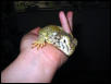 Mali Uromastyx