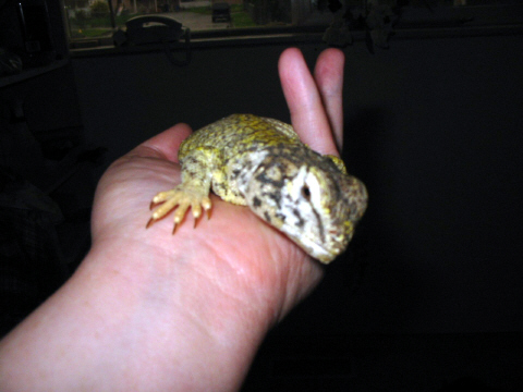 Mali Uromastyx