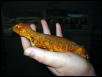 Saharan Uromastyx