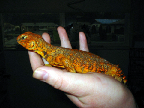 Saharan Uromastyx