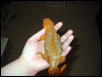 Saharan Uromastyx