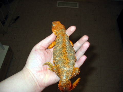 Saharan Uromastyx