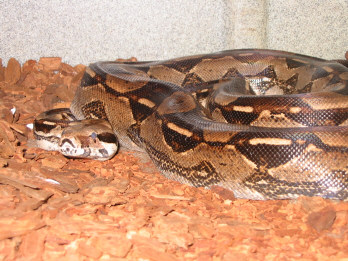 popa sonoran