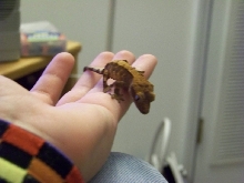 my baby created gecko Fender!