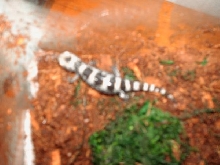 Marbled Salamander1