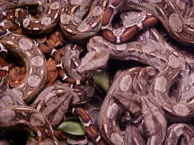 clustered