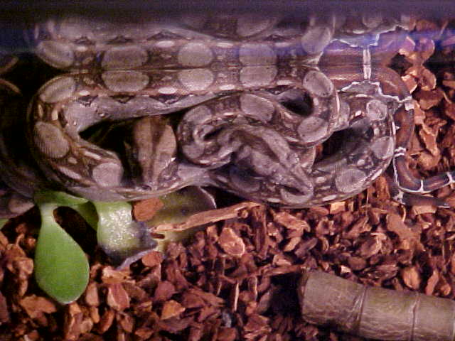 Snakes on glass