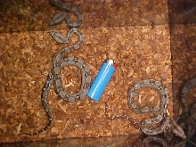 C.B '02 Sonoran