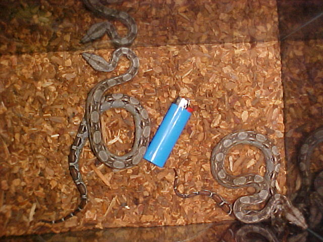 C.B '02 Sonoran