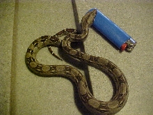 C.B '02 Female