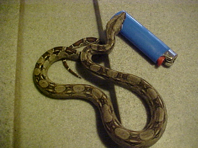 C.B '02 Female
