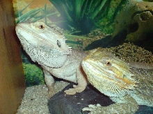 izzy and vinny just met !