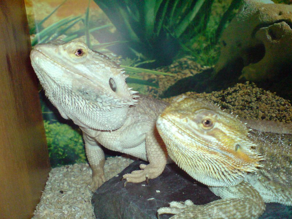 izzy and vinny just met !