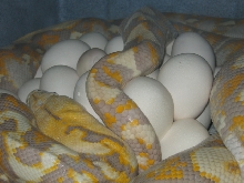 35 Eggs!