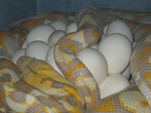 35 Eggs!