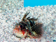 Saltwater - Austin Aquariums