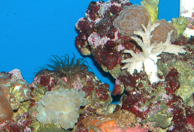 Saltwater Photos