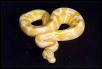 albino ball python