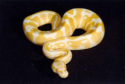 albino ball python