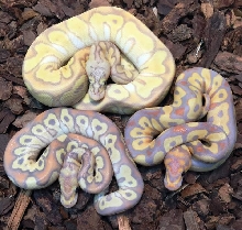Banana Clowns