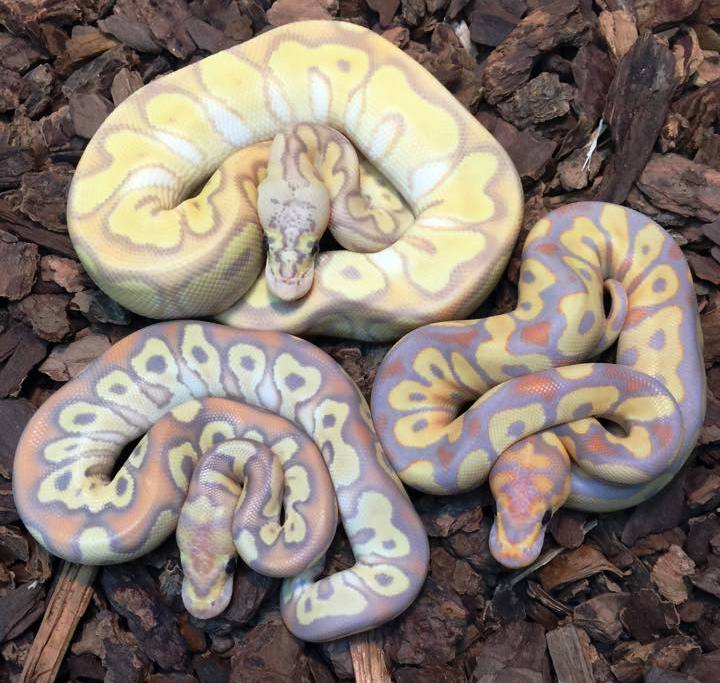 Banana Clowns