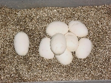 Ball eggs 03