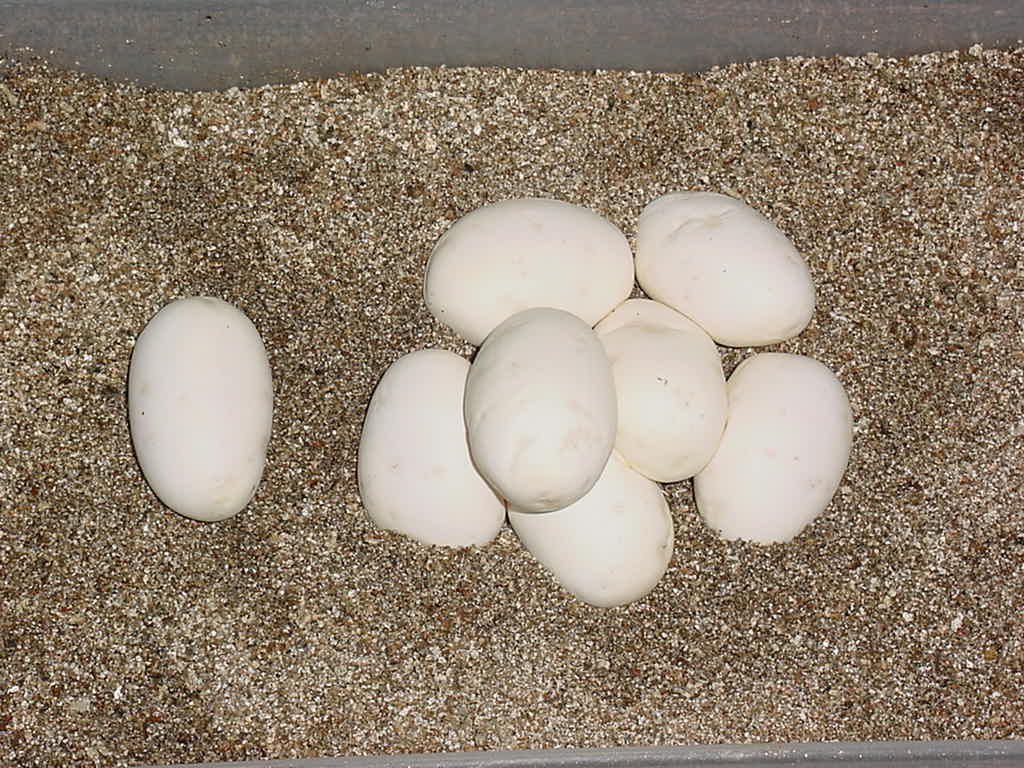Ball eggs 03