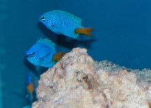 Saltwater - Austin Aquariums