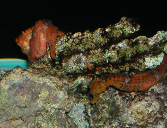 Saltwater Photos