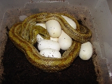 bimac$eggs