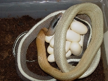 caveegg1