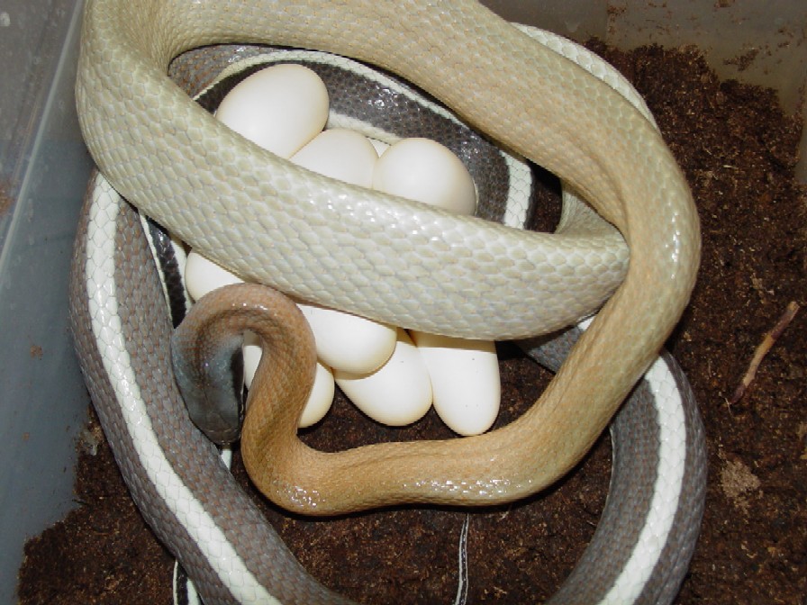 caveegg2