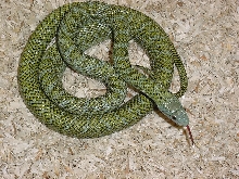 climacophora1